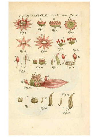 Reproducción/Reproduction 6059660786: Illustratio systematis sexualis Linnaeani Francofurti ad Moenum,Varrentrapp et Wenner,1789