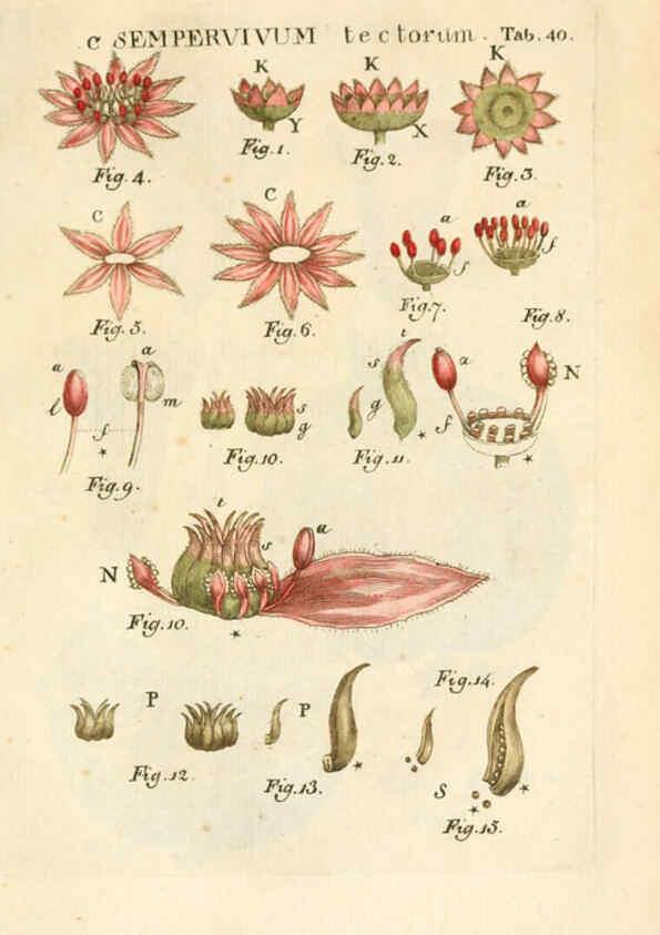 Reproducción/Reproduction 6059660786: Illustratio systematis sexualis Linnaeani Francofurti ad Moenum,Varrentrapp et Wenner,1789