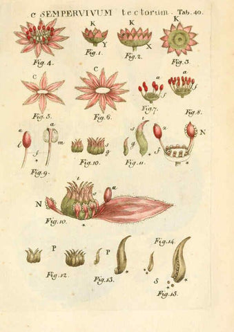 Reproducción/Reproduction 6059660786: Illustratio systematis sexualis Linnaeani Francofurti ad Moenum,Varrentrapp et Wenner,1789