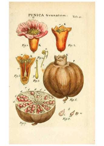 Reproducción/Reproduction 6059660996: Illustratio systematis sexualis Linnaeani Francofurti ad Moenum,Varrentrapp et Wenner,1789