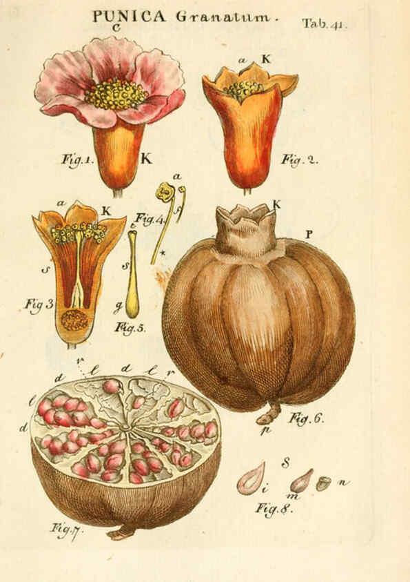 Reproducción/Reproduction 6059660996: Illustratio systematis sexualis Linnaeani Francofurti ad Moenum,Varrentrapp et Wenner,1789