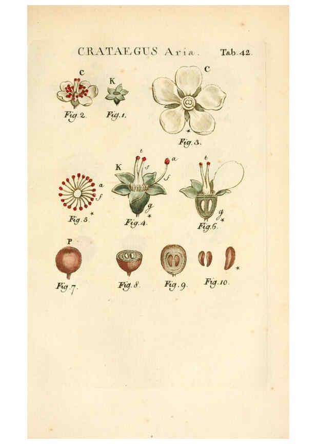 Reproducción/Reproduction 6059661170: Illustratio systematis sexualis Linnaeani Francofurti ad Moenum,Varrentrapp et Wenner,1789