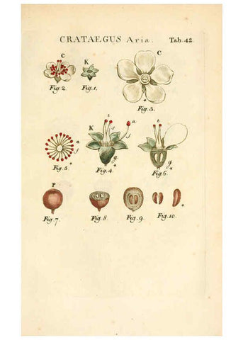 Reproducción/Reproduction 6059661170: Illustratio systematis sexualis Linnaeani Francofurti ad Moenum,Varrentrapp et Wenner,1789
