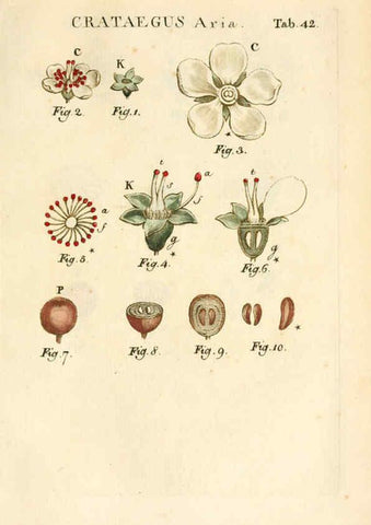 Reproducción/Reproduction 6059661170: Illustratio systematis sexualis Linnaeani Francofurti ad Moenum,Varrentrapp et Wenner,1789