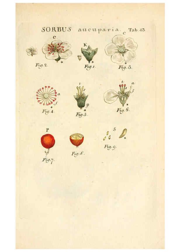 Reproducción/Reproduction 6059113903: Illustratio systematis sexualis Linnaeani Francofurti ad Moenum,Varrentrapp et Wenner,1789