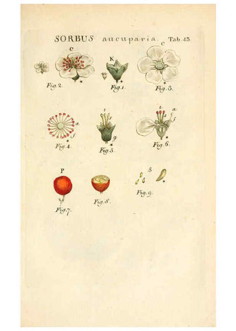 Reproducción/Reproduction 6059113903: Illustratio systematis sexualis Linnaeani Francofurti ad Moenum,Varrentrapp et Wenner,1789