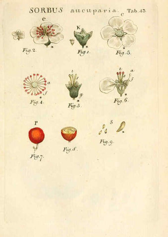 Reproducción/Reproduction 6059113903: Illustratio systematis sexualis Linnaeani Francofurti ad Moenum,Varrentrapp et Wenner,1789