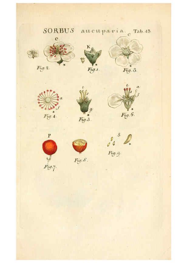 Reproducción/Reproduction 6059114111: Illustratio systematis sexualis Linnaeani Francofurti ad Moenum,Varrentrapp et Wenner,1789
