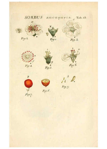 Reproducción/Reproduction 6059114111: Illustratio systematis sexualis Linnaeani Francofurti ad Moenum,Varrentrapp et Wenner,1789