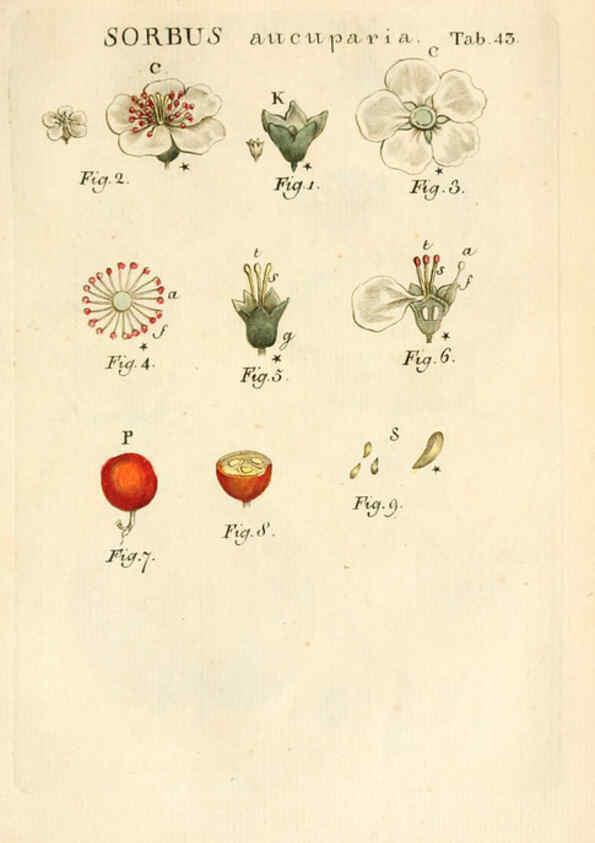 Reproducción/Reproduction 6059114111: Illustratio systematis sexualis Linnaeani Francofurti ad Moenum,Varrentrapp et Wenner,1789