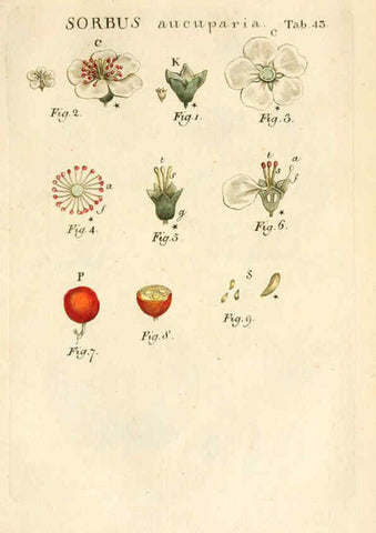 Reproducción/Reproduction 6059114111: Illustratio systematis sexualis Linnaeani Francofurti ad Moenum,Varrentrapp et Wenner,1789