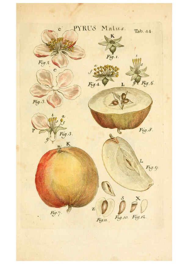 Reproducción/Reproduction 6059114343: Illustratio systematis sexualis Linnaeani Francofurti ad Moenum,Varrentrapp et Wenner,1789