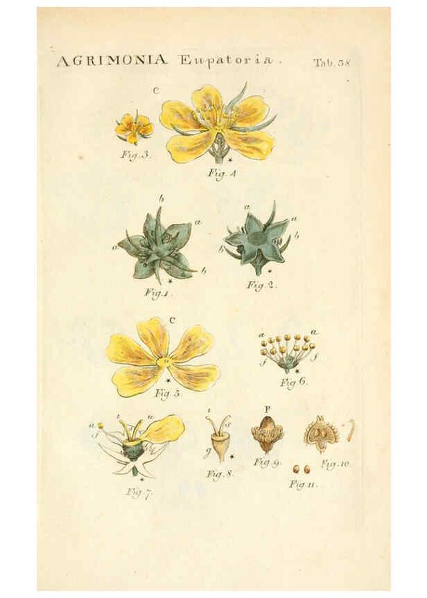 Reproducción/Reproduction 6059660364: Illustratio systematis sexualis Linnaeani Francofurti ad Moenum,Varrentrapp et Wenner,1789