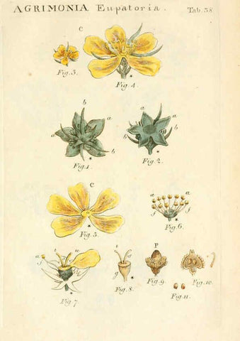 Reproducción/Reproduction 6059660364: Illustratio systematis sexualis Linnaeani Francofurti ad Moenum,Varrentrapp et Wenner,1789