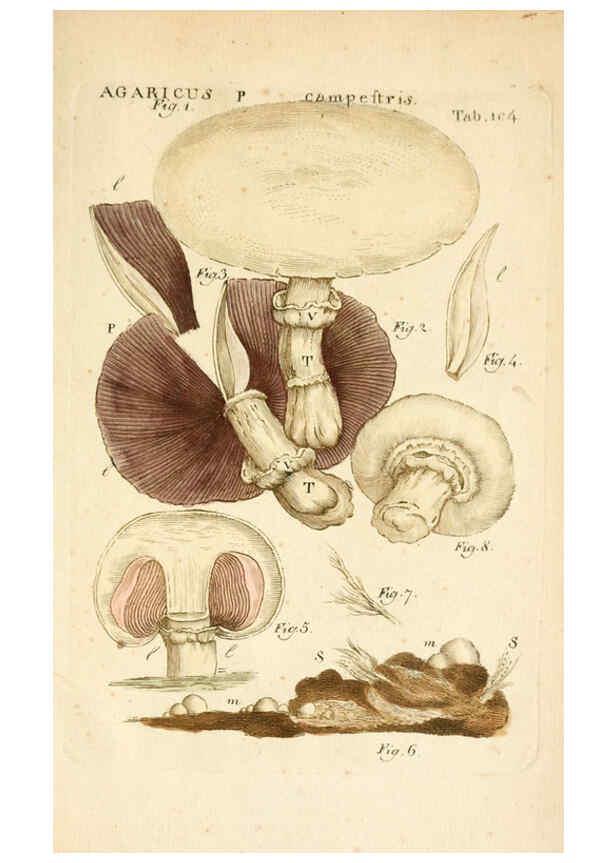Reproducción/Reproduction 6059127455: Illustratio systematis sexualis Linnaeani Francofurti ad Moenum,Varrentrapp et Wenner,1789