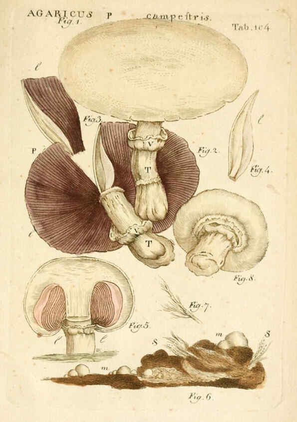Reproducción/Reproduction 6059127455: Illustratio systematis sexualis Linnaeani Francofurti ad Moenum,Varrentrapp et Wenner,1789