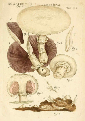 Reproducción/Reproduction 6059127455: Illustratio systematis sexualis Linnaeani Francofurti ad Moenum,Varrentrapp et Wenner,1789