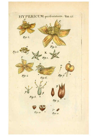 Reproducción/Reproduction 6059666552: Illustratio systematis sexualis Linnaeani Francofurti ad Moenum,Varrentrapp et Wenner,1789