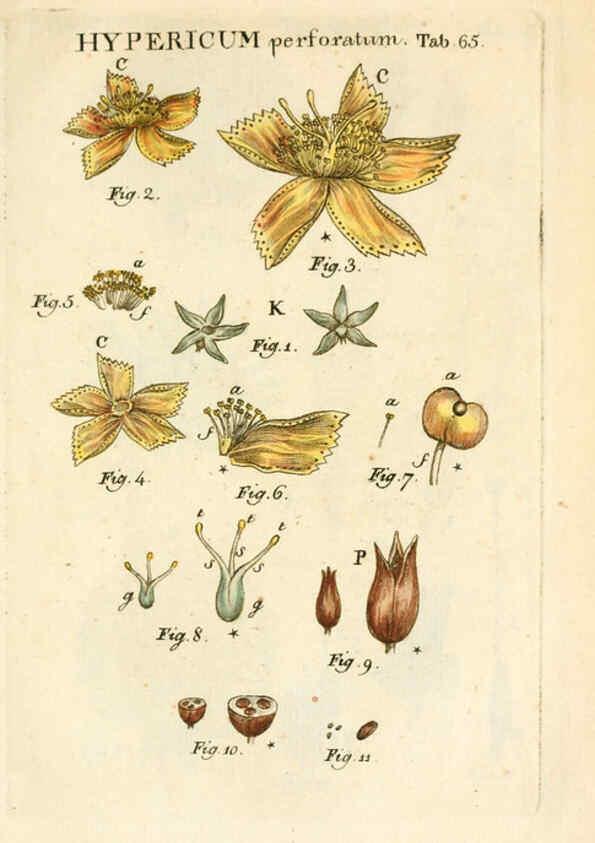 Reproducción/Reproduction 6059666552: Illustratio systematis sexualis Linnaeani Francofurti ad Moenum,Varrentrapp et Wenner,1789