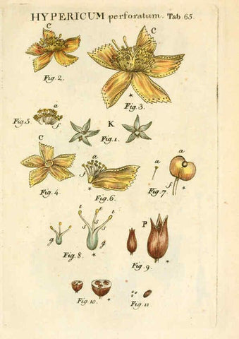 Reproducción/Reproduction 6059666552: Illustratio systematis sexualis Linnaeani Francofurti ad Moenum,Varrentrapp et Wenner,1789