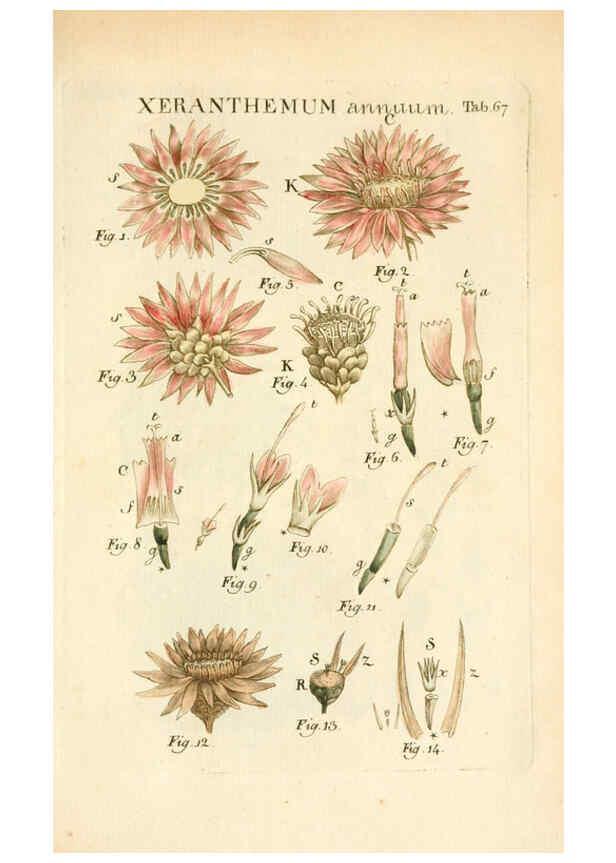 Reproducción/Reproduction 6059667124: Illustratio systematis sexualis Linnaeani Francofurti ad Moenum,Varrentrapp et Wenner,1789