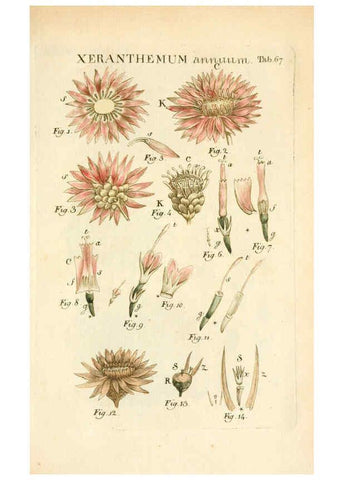 Reproducción/Reproduction 6059667124: Illustratio systematis sexualis Linnaeani Francofurti ad Moenum,Varrentrapp et Wenner,1789