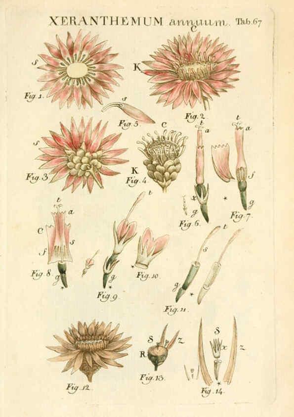 Reproducción/Reproduction 6059667124: Illustratio systematis sexualis Linnaeani Francofurti ad Moenum,Varrentrapp et Wenner,1789