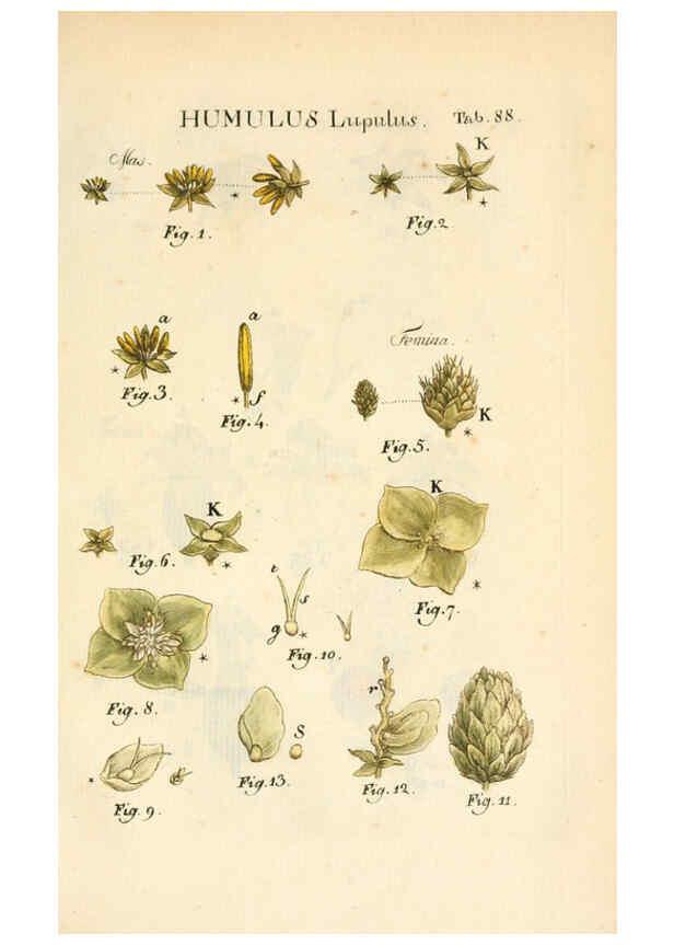 Reproducción/Reproduction 6059671438: Illustratio systematis sexualis Linnaeani Francofurti ad Moenum,Varrentrapp et Wenner,1789