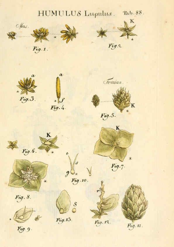 Reproducción/Reproduction 6059671438: Illustratio systematis sexualis Linnaeani Francofurti ad Moenum,Varrentrapp et Wenner,1789