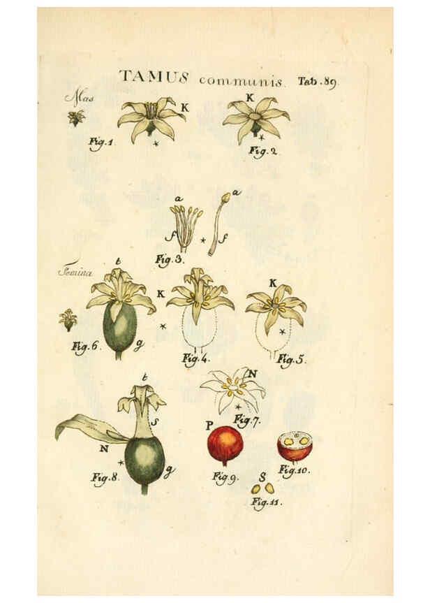 Reproducción/Reproduction 6059124187: Illustratio systematis sexualis Linnaeani Francofurti ad Moenum,Varrentrapp et Wenner,1789
