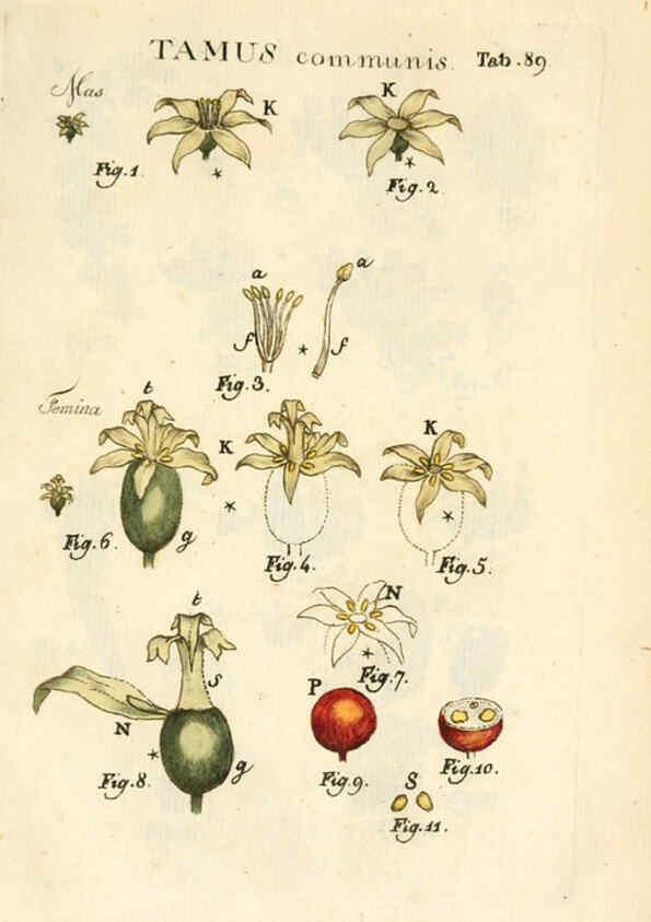 Reproducción/Reproduction 6059124187: Illustratio systematis sexualis Linnaeani Francofurti ad Moenum,Varrentrapp et Wenner,1789