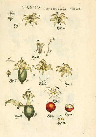 Reproducción/Reproduction 6059124187: Illustratio systematis sexualis Linnaeani Francofurti ad Moenum,Varrentrapp et Wenner,1789