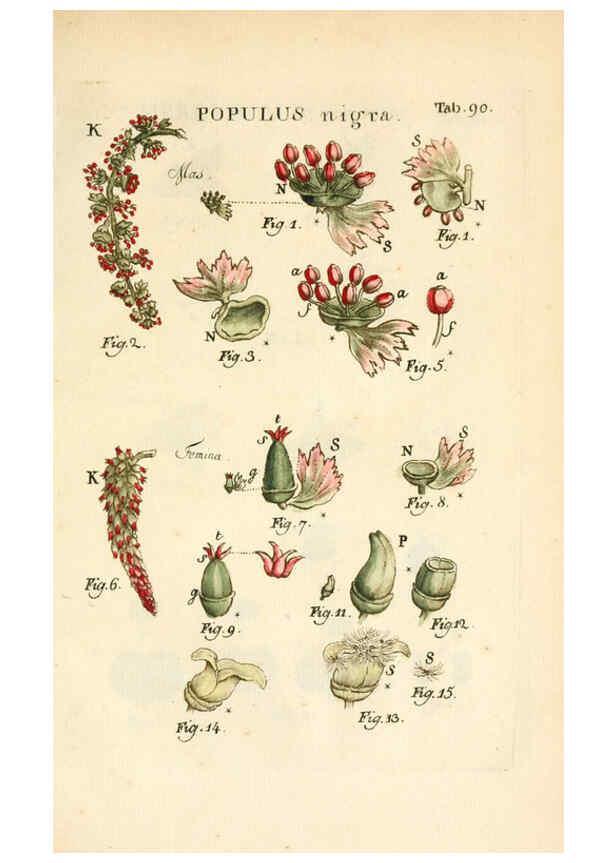 Reproducción/Reproduction 6059671810: Illustratio systematis sexualis Linnaeani Francofurti ad Moenum,Varrentrapp et Wenner,1789
