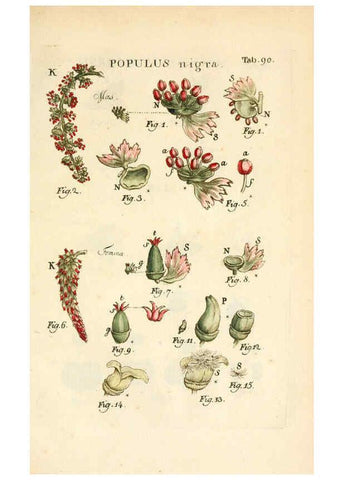 Reproducción/Reproduction 6059671810: Illustratio systematis sexualis Linnaeani Francofurti ad Moenum,Varrentrapp et Wenner,1789