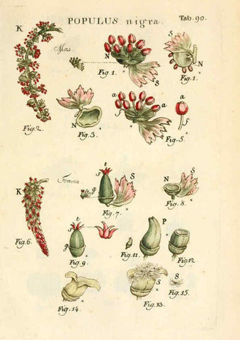 Reproducción/Reproduction 6059671810: Illustratio systematis sexualis Linnaeani Francofurti ad Moenum,Varrentrapp et Wenner,1789
