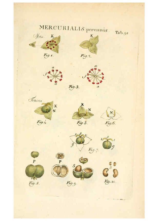Reproducción/Reproduction 6059124543: Illustratio systematis sexualis Linnaeani Francofurti ad Moenum,Varrentrapp et Wenner,1789