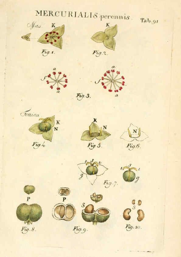 Reproducción/Reproduction 6059124543: Illustratio systematis sexualis Linnaeani Francofurti ad Moenum,Varrentrapp et Wenner,1789