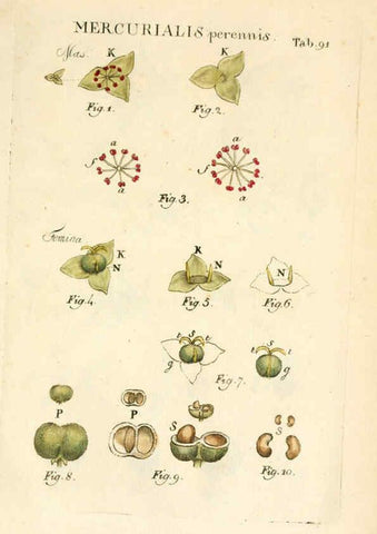 Reproducción/Reproduction 6059124543: Illustratio systematis sexualis Linnaeani Francofurti ad Moenum,Varrentrapp et Wenner,1789