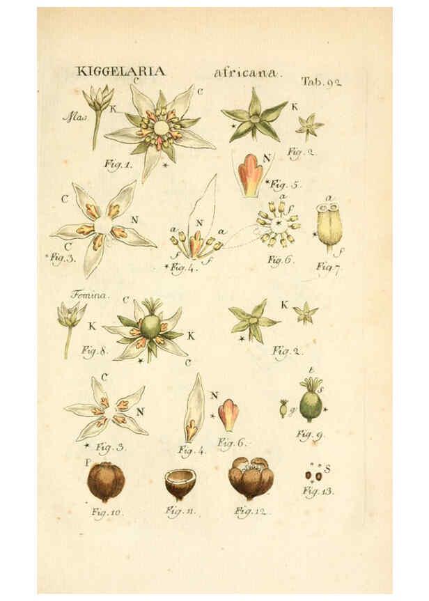 Reproducción/Reproduction 6059124723: Illustratio systematis sexualis Linnaeani Francofurti ad Moenum,Varrentrapp et Wenner,1789