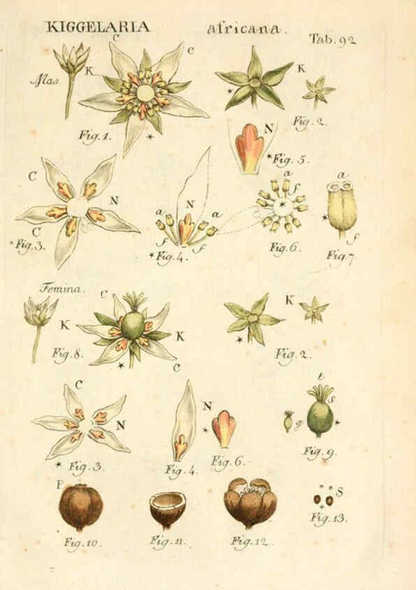 Reproducción/Reproduction 6059124723: Illustratio systematis sexualis Linnaeani Francofurti ad Moenum,Varrentrapp et Wenner,1789