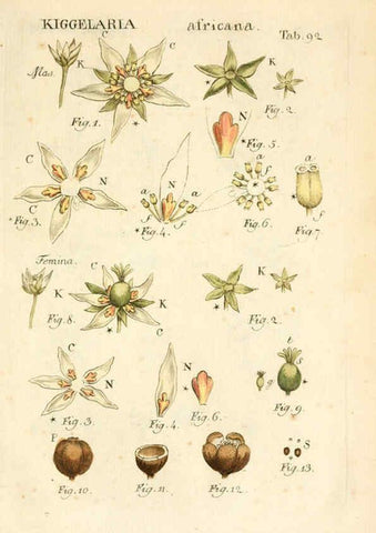 Reproducción/Reproduction 6059124723: Illustratio systematis sexualis Linnaeani Francofurti ad Moenum,Varrentrapp et Wenner,1789