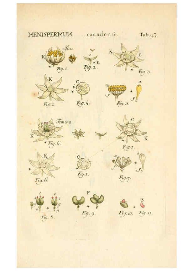Reproducción/Reproduction 6059672402: Illustratio systematis sexualis Linnaeani Francofurti ad Moenum,Varrentrapp et Wenner,1789