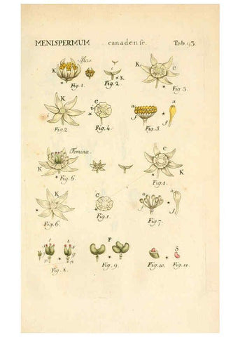 Reproducción/Reproduction 6059672402: Illustratio systematis sexualis Linnaeani Francofurti ad Moenum,Varrentrapp et Wenner,1789