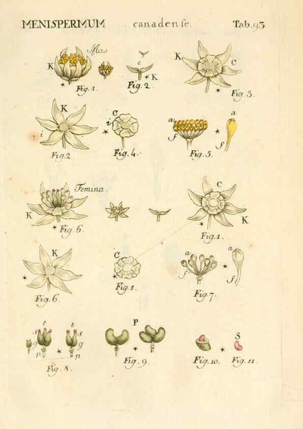 Reproducción/Reproduction 6059672402: Illustratio systematis sexualis Linnaeani Francofurti ad Moenum,Varrentrapp et Wenner,1789