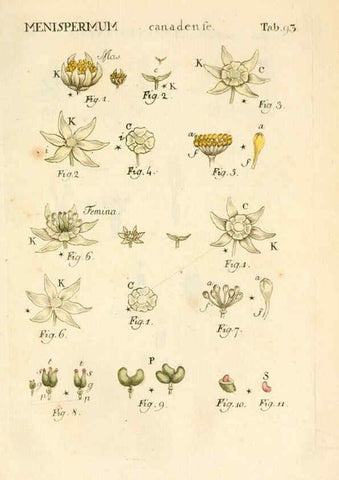 Reproducción/Reproduction 6059672402: Illustratio systematis sexualis Linnaeani Francofurti ad Moenum,Varrentrapp et Wenner,1789