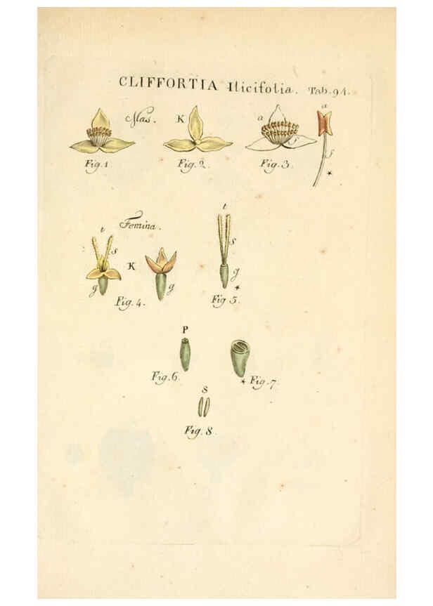 Reproducción/Reproduction 6059125177: Illustratio systematis sexualis Linnaeani Francofurti ad Moenum,Varrentrapp et Wenner,1789