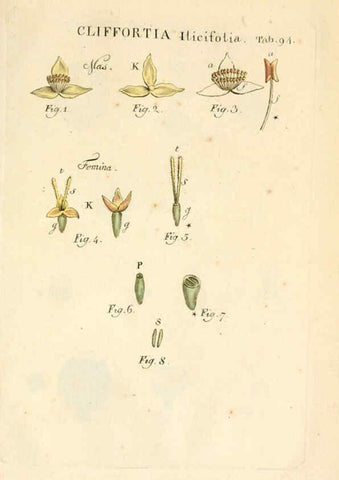 Reproducción/Reproduction 6059125177: Illustratio systematis sexualis Linnaeani Francofurti ad Moenum,Varrentrapp et Wenner,1789