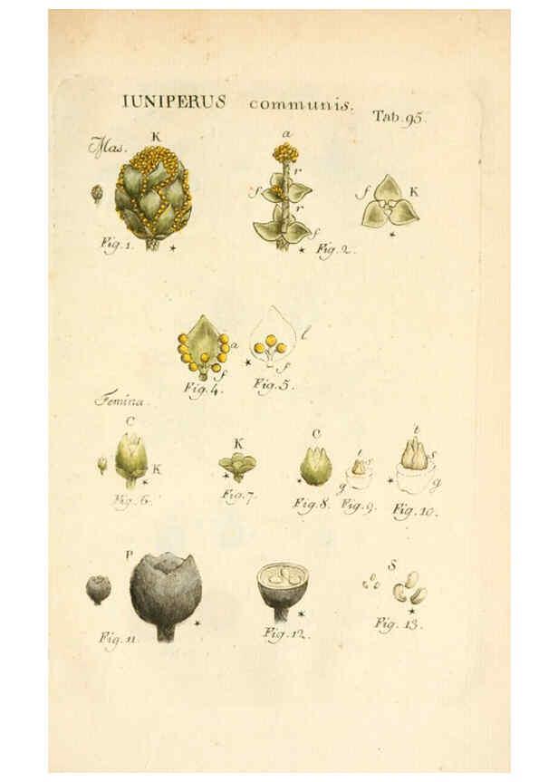 Reproducción/Reproduction 6059672712: Illustratio systematis sexualis Linnaeani Francofurti ad Moenum,Varrentrapp et Wenner,1789
