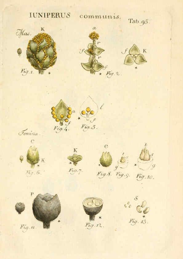 Reproducción/Reproduction 6059672712: Illustratio systematis sexualis Linnaeani Francofurti ad Moenum,Varrentrapp et Wenner,1789