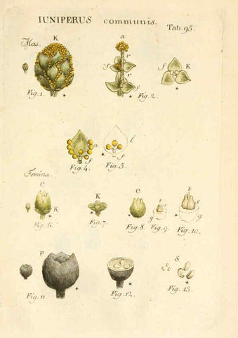 Reproducción/Reproduction 6059672712: Illustratio systematis sexualis Linnaeani Francofurti ad Moenum,Varrentrapp et Wenner,1789